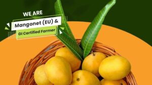 Maximising A 10-Week Mango Season – Aam Sristi Performance Marketing